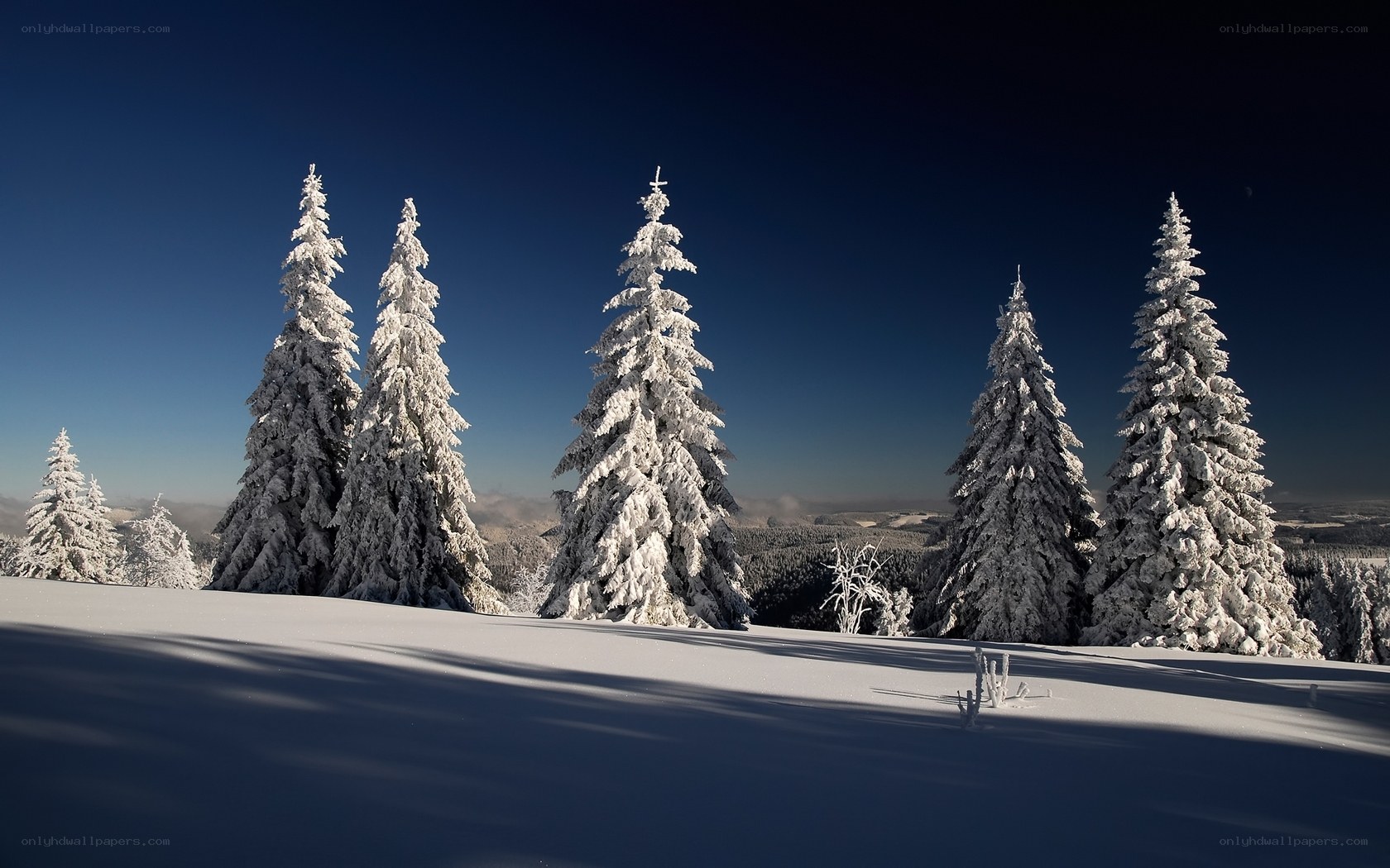 Snow-covered trees in winter