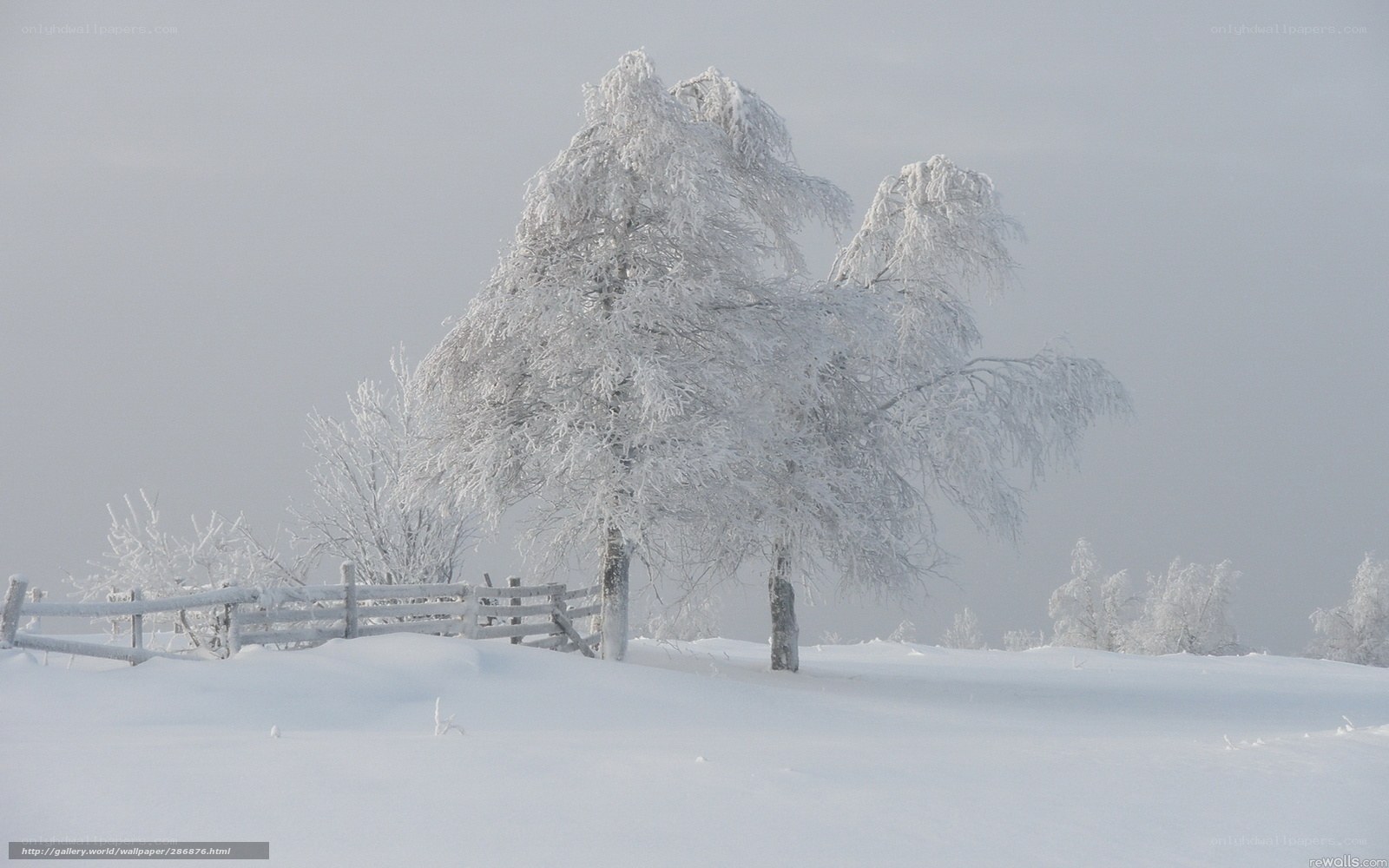 Snow-covered trees in winter