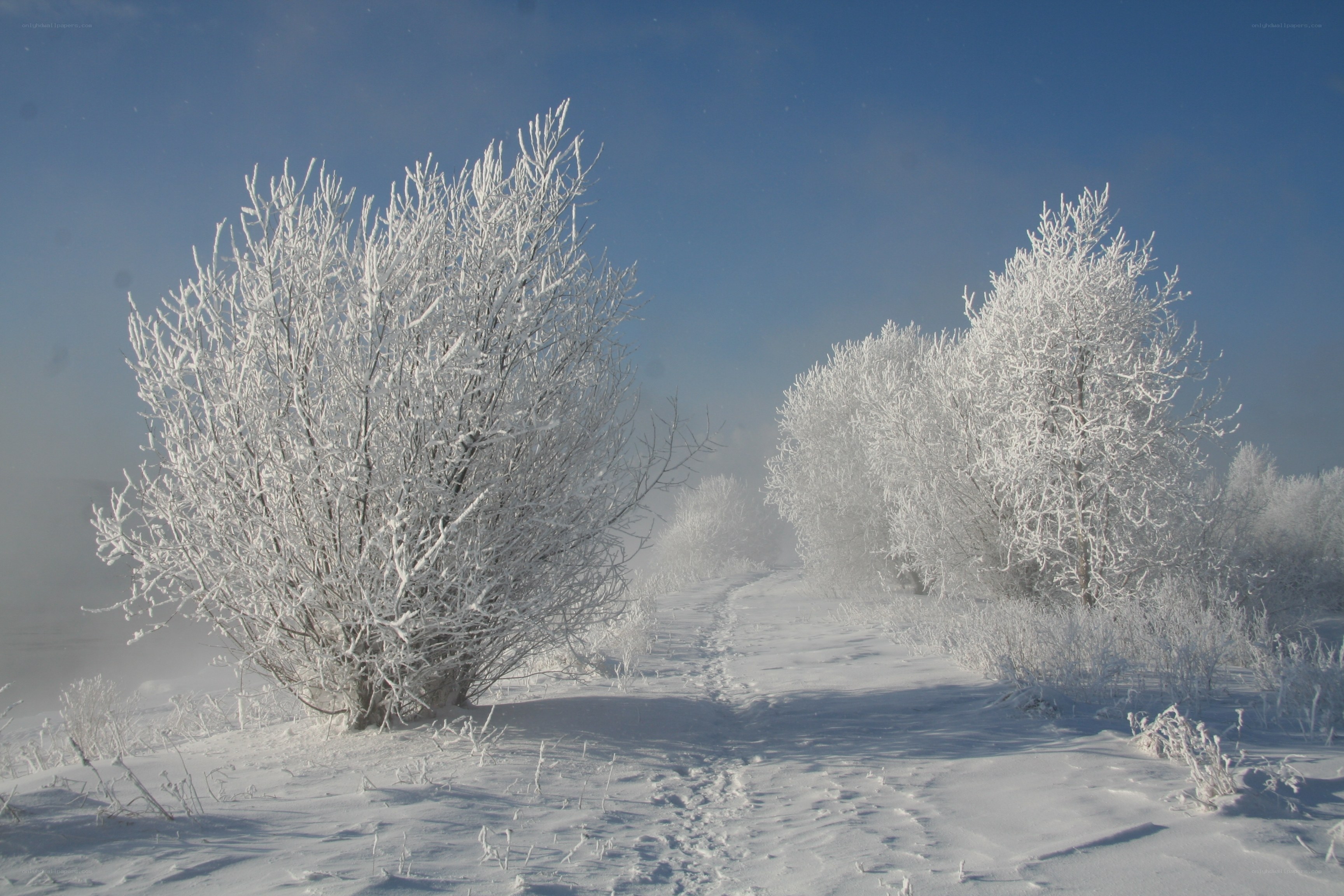 Snow-covered trees in winter