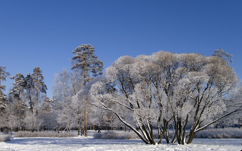 Snow-covered trees in winter