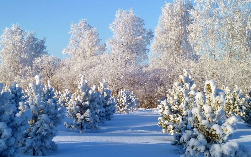 Snow-covered trees in winter