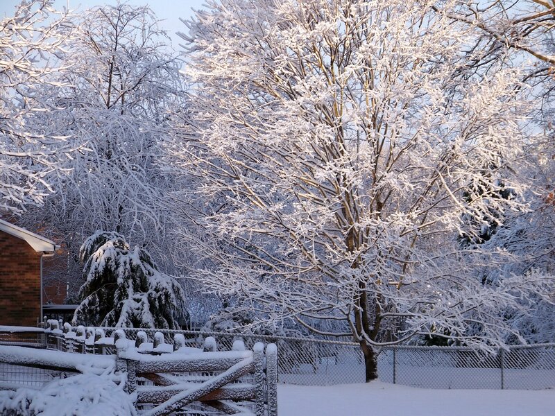 Snow-covered trees in winter