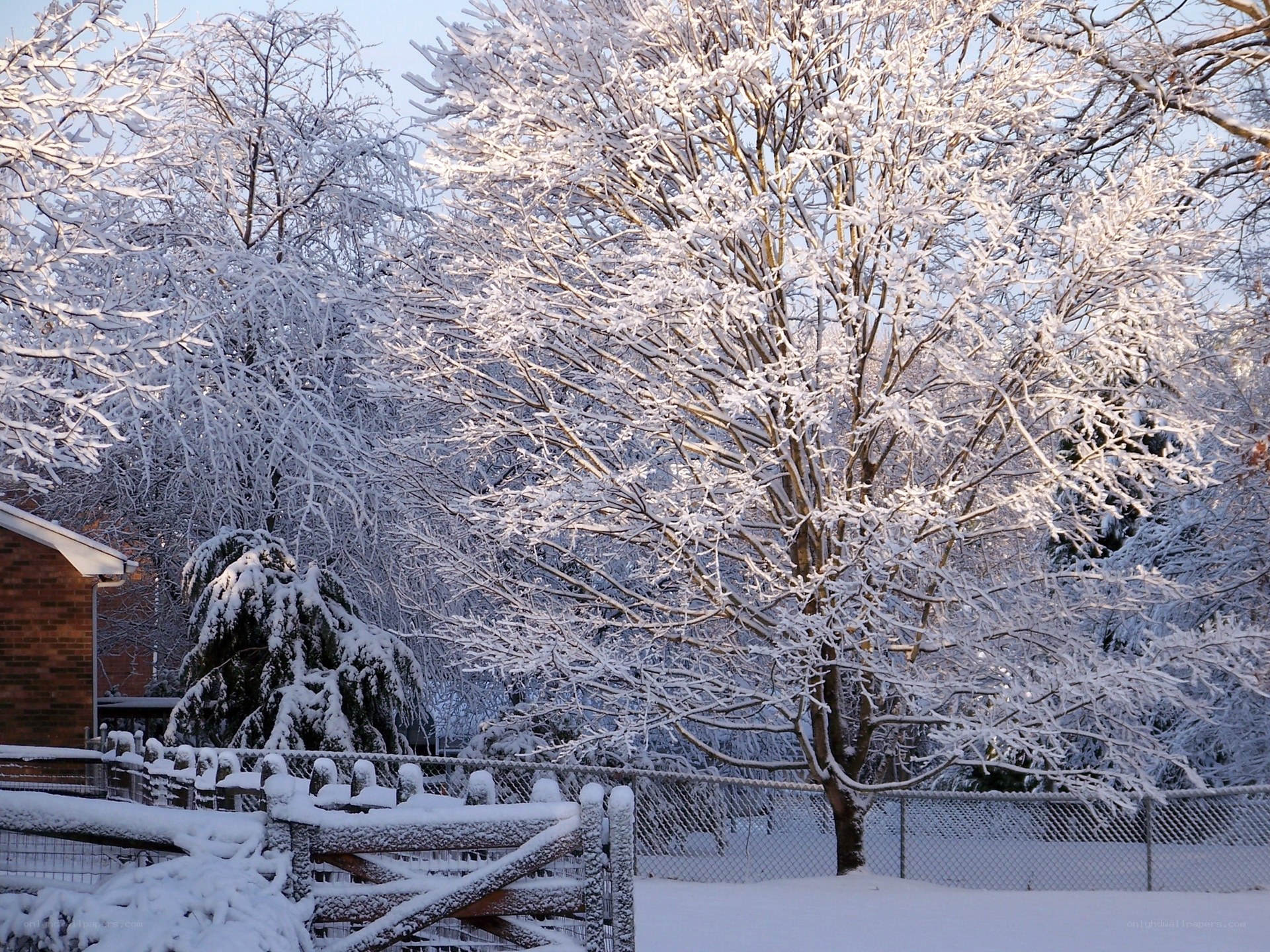 Snow-covered trees in winter