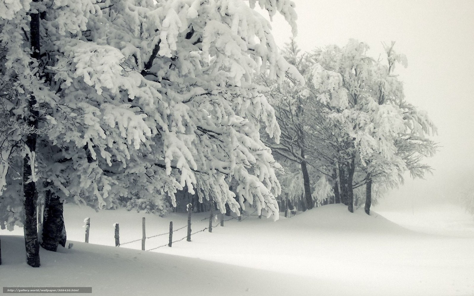 Snow-covered trees in winter