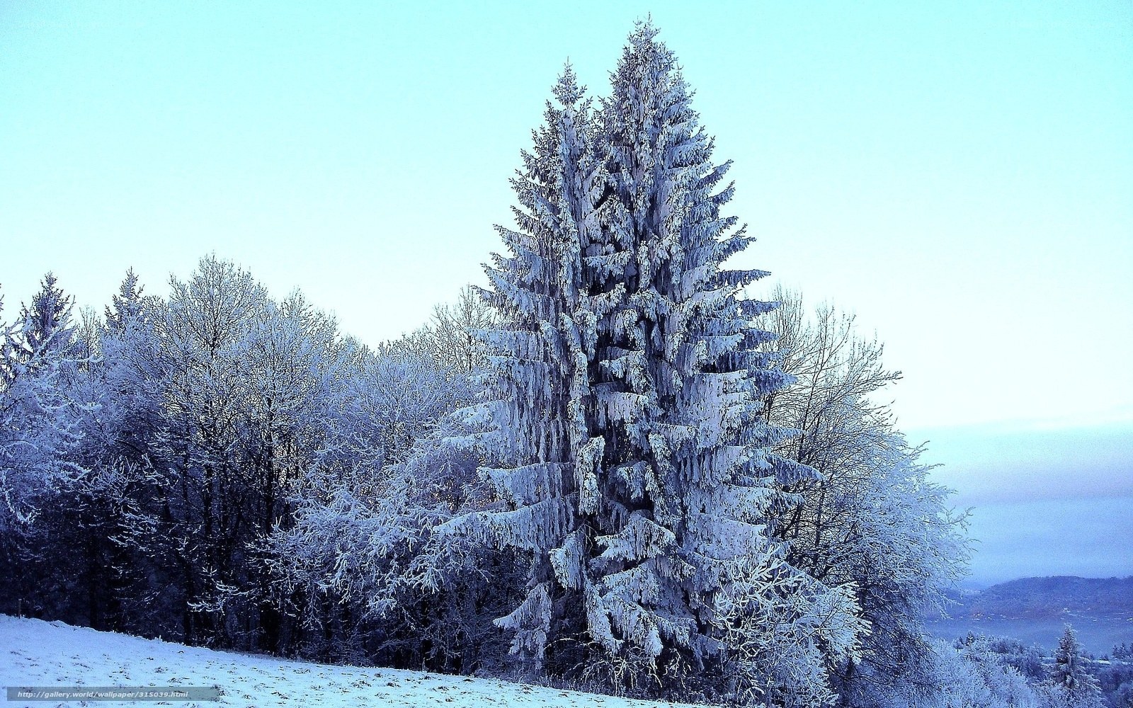 Snow-covered trees in winter