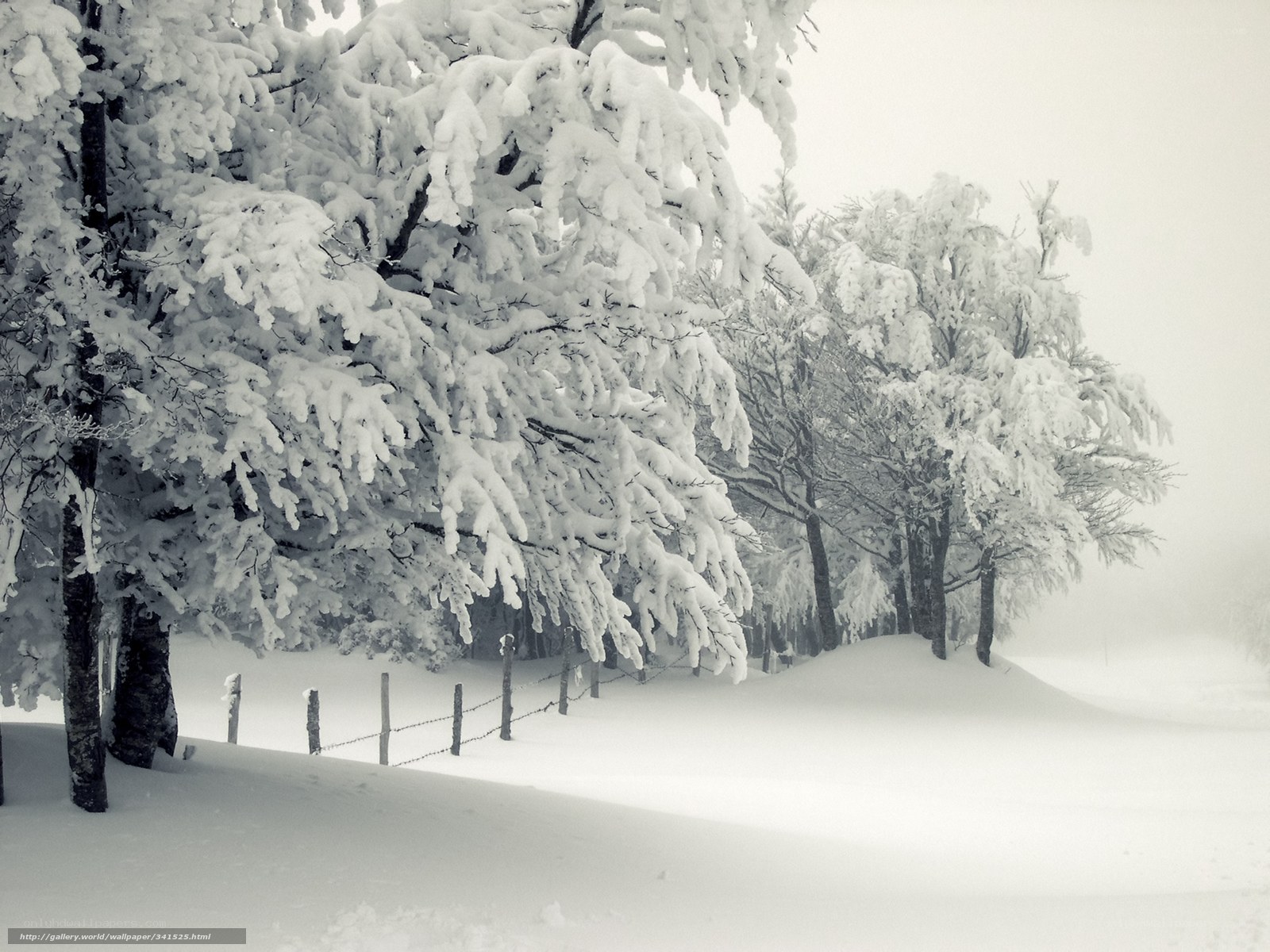 Snow-covered trees in winter