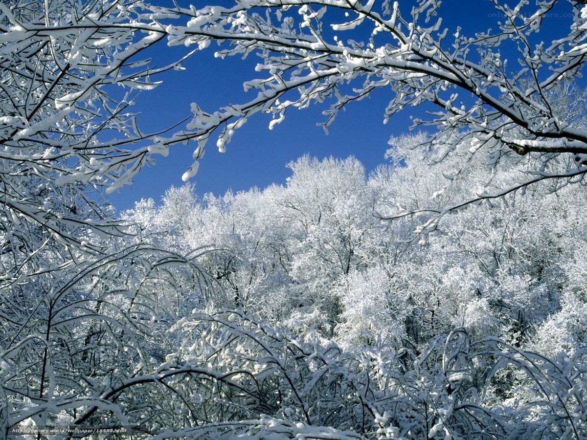 Snow-covered trees in winter