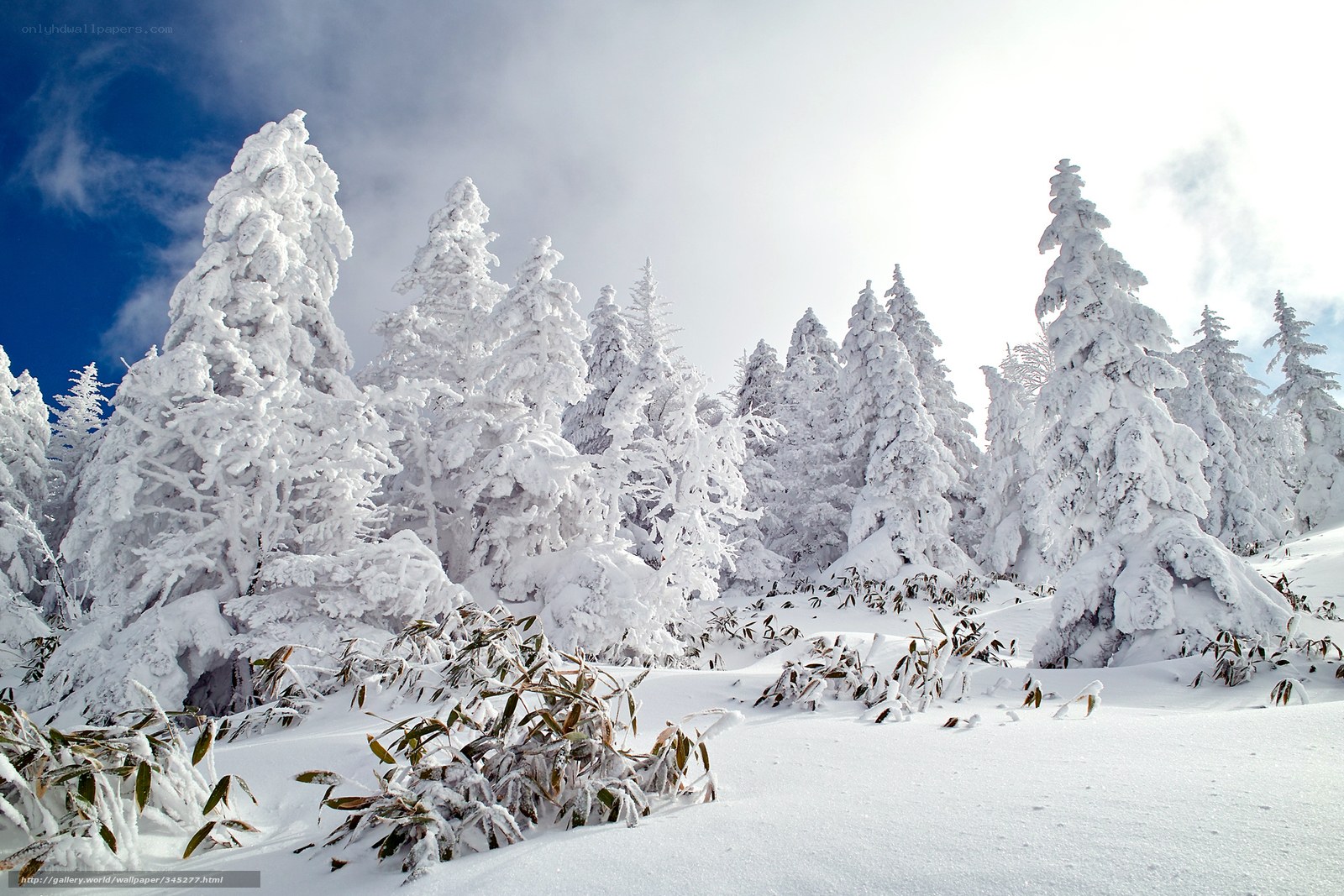 Snow-covered trees in winter