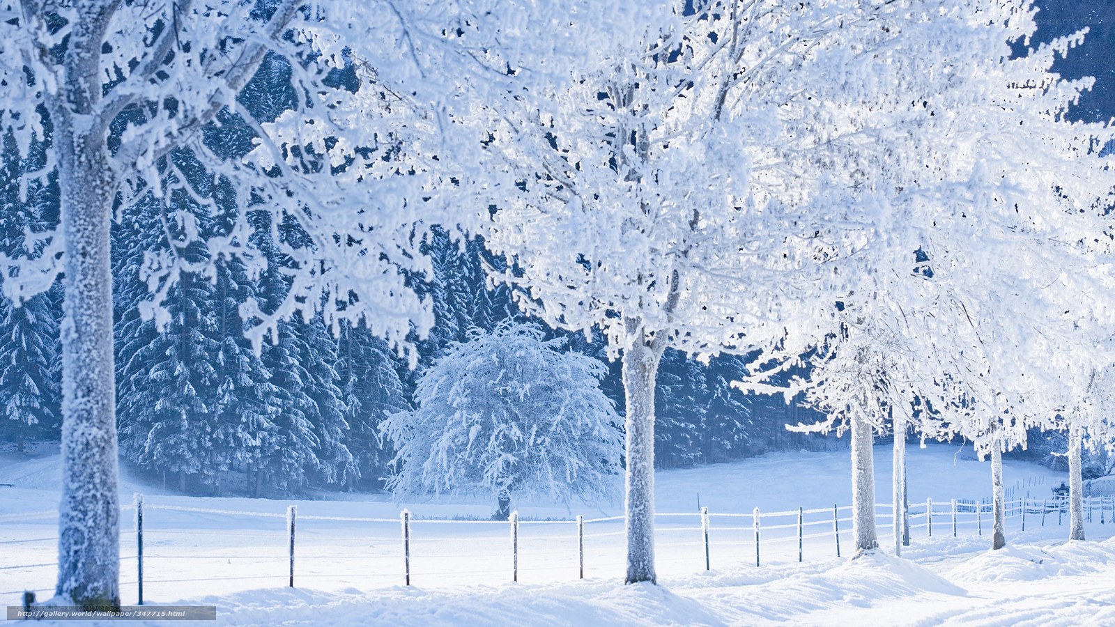 Snow-covered trees in winter