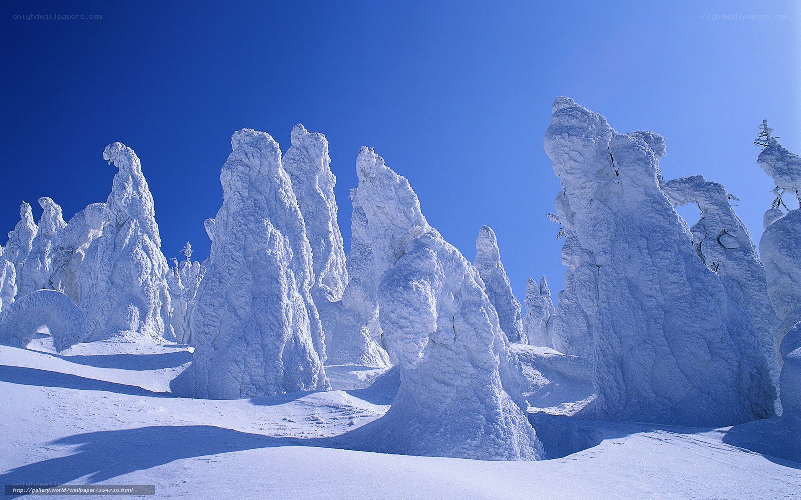 Snow-covered trees in winter