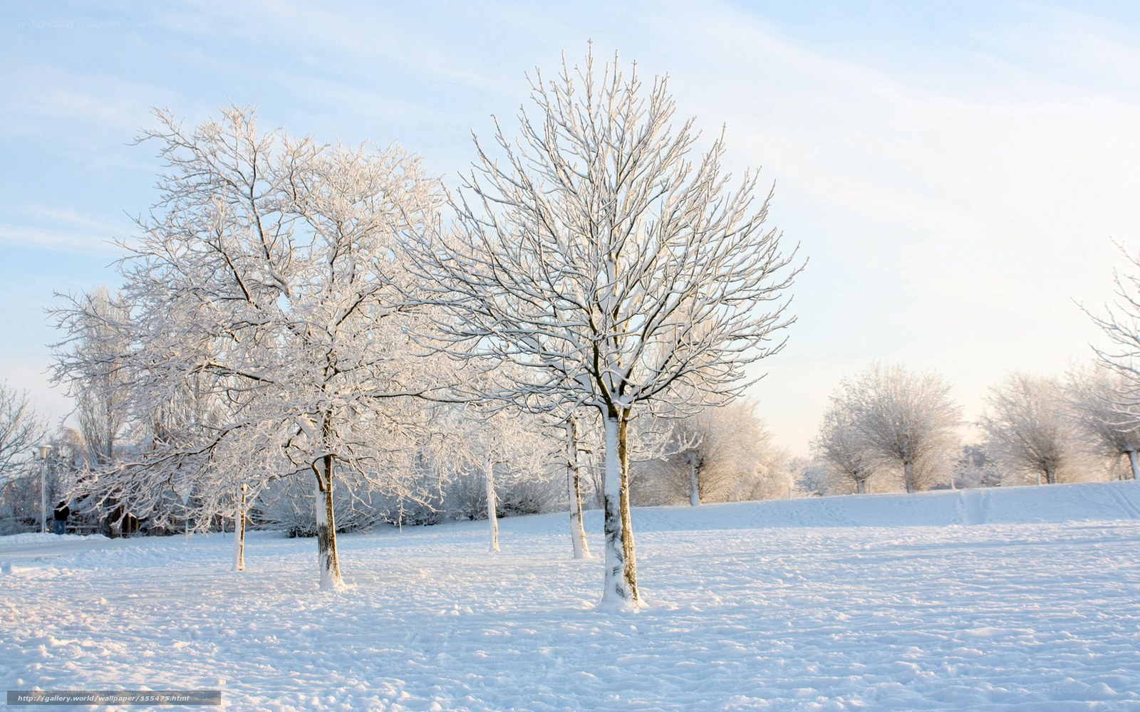 Snow-covered trees in winter