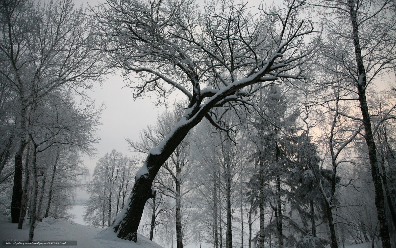 Snow-covered trees in winter