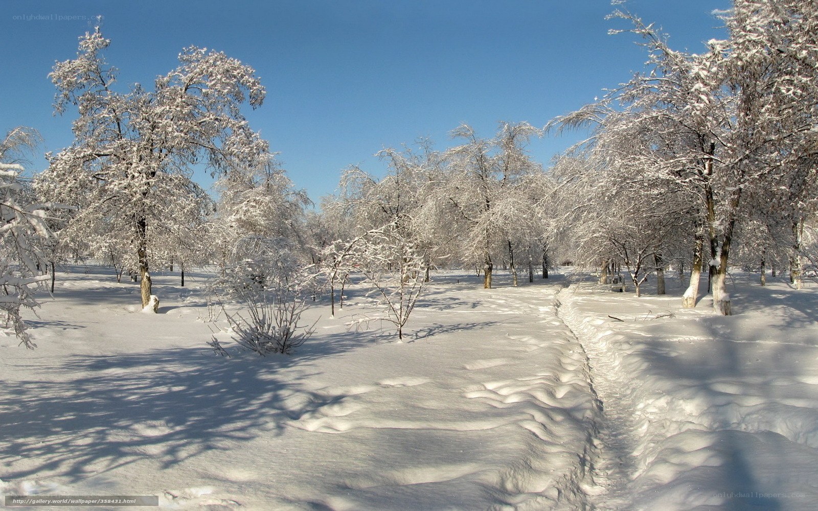 Snow-covered trees in winter