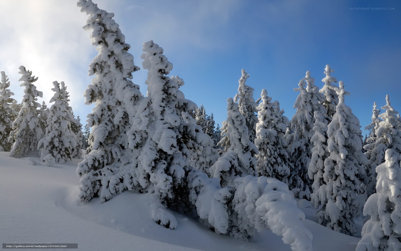 Snow-covered trees in winter