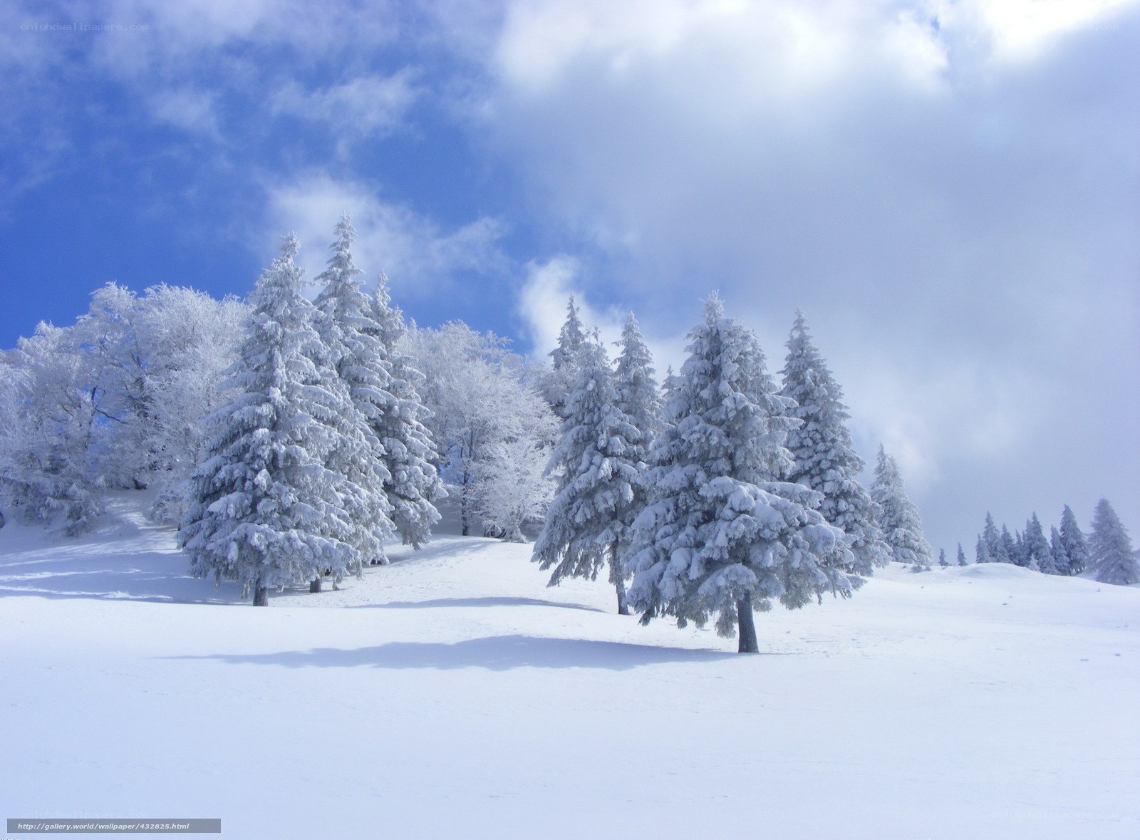 Snow-covered trees in winter