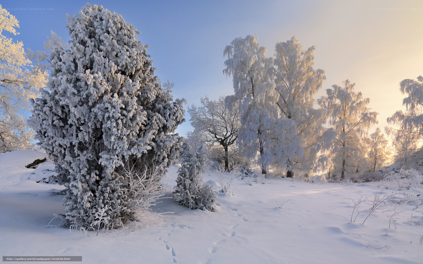 Snow-covered trees in winter
