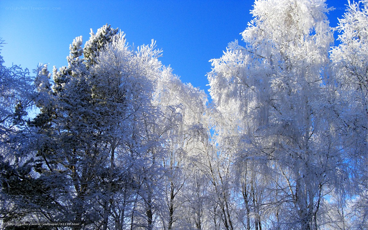 Snow-covered trees in winter