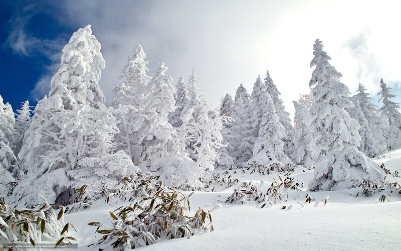 Snow-covered trees in winter
