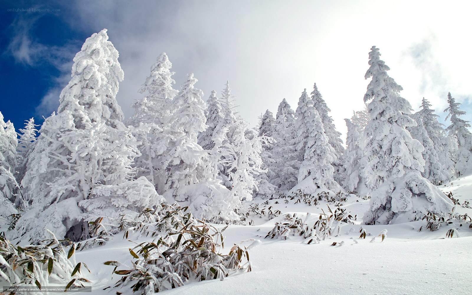 Snow-covered trees in winter