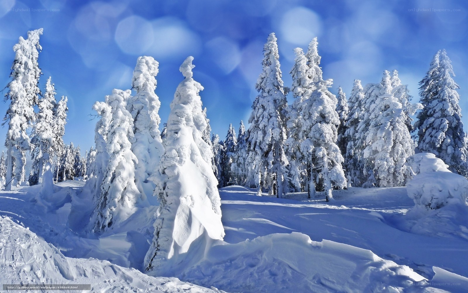 Snow-covered trees in winter