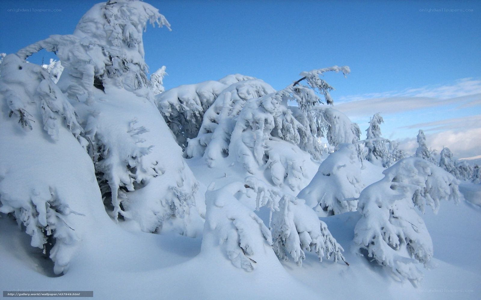 Snow-covered trees in winter