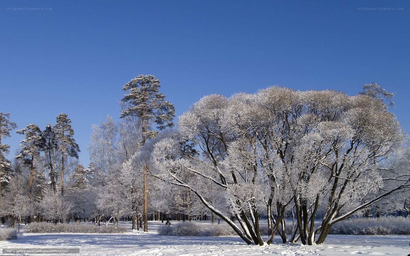 Snow-covered trees in winter