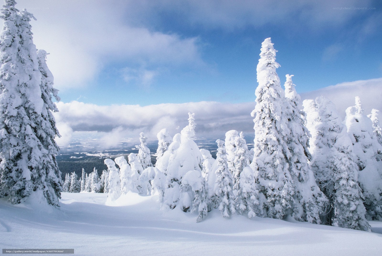 Snow-covered trees in winter