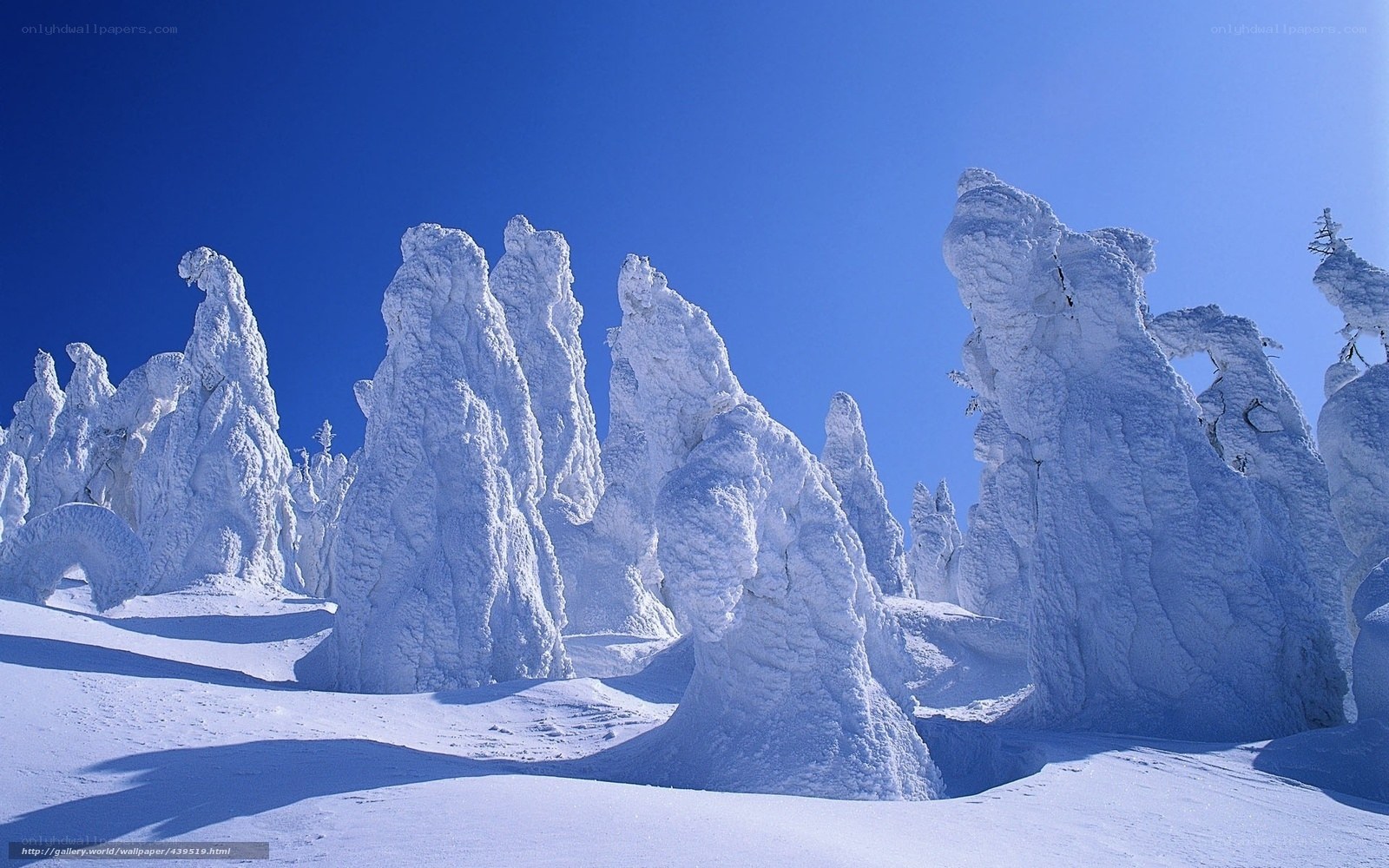 Snow-covered trees in winter