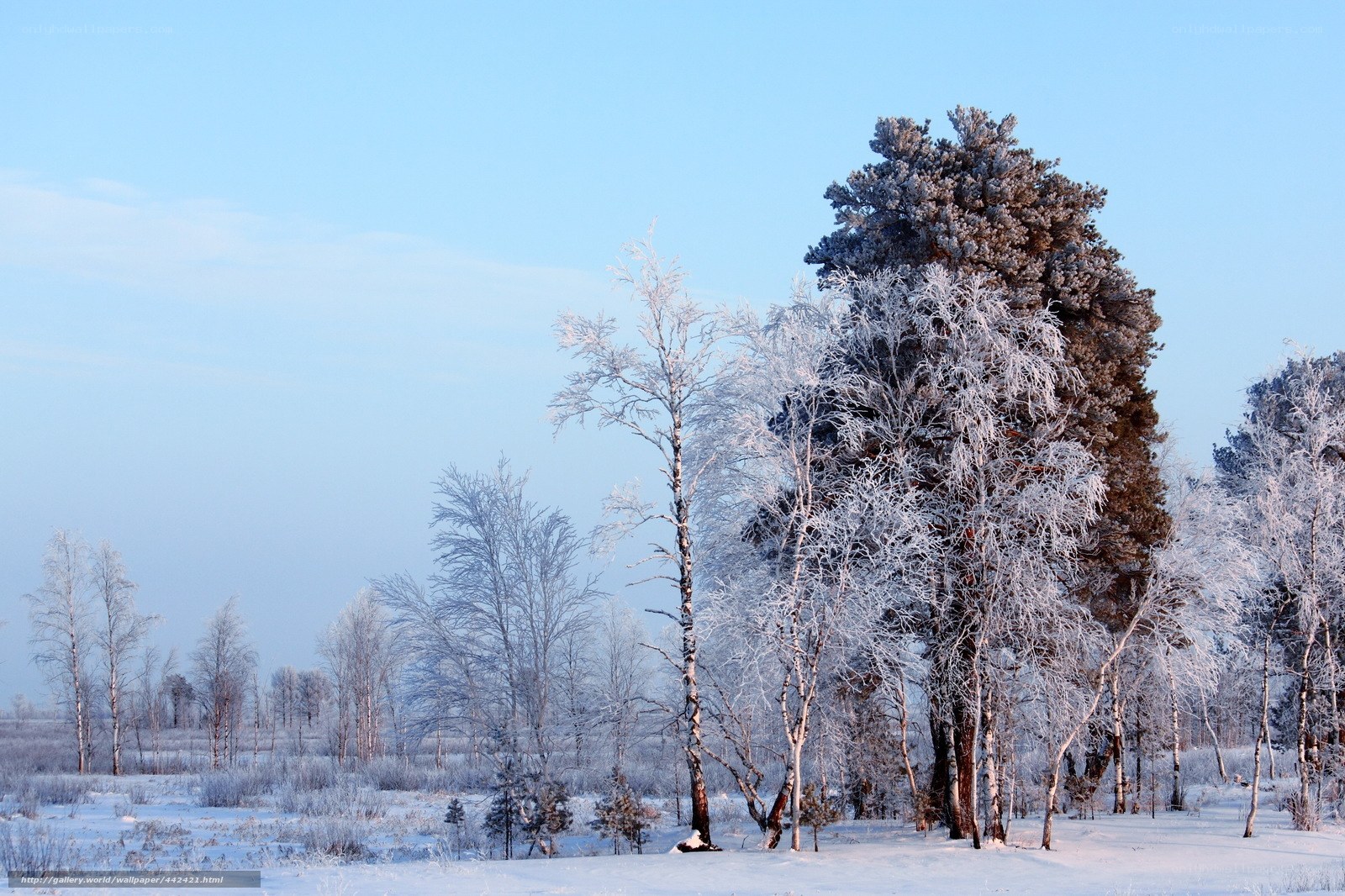 Snow-covered trees in winter