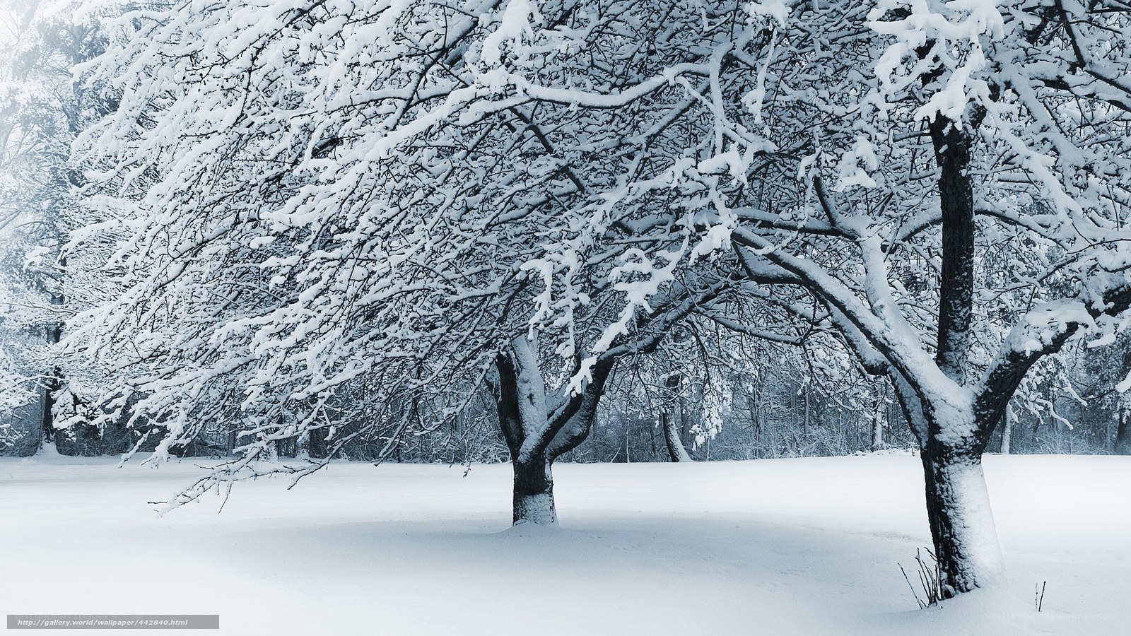 Snow-covered trees in winter