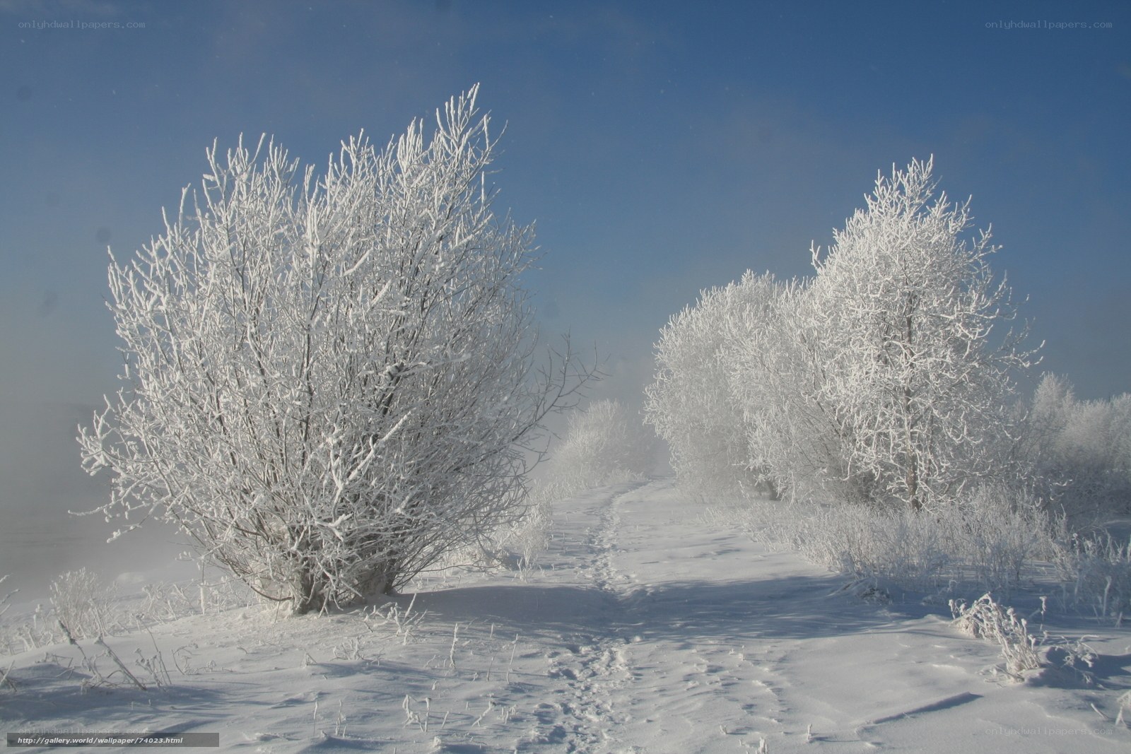 Snow-covered trees in winter