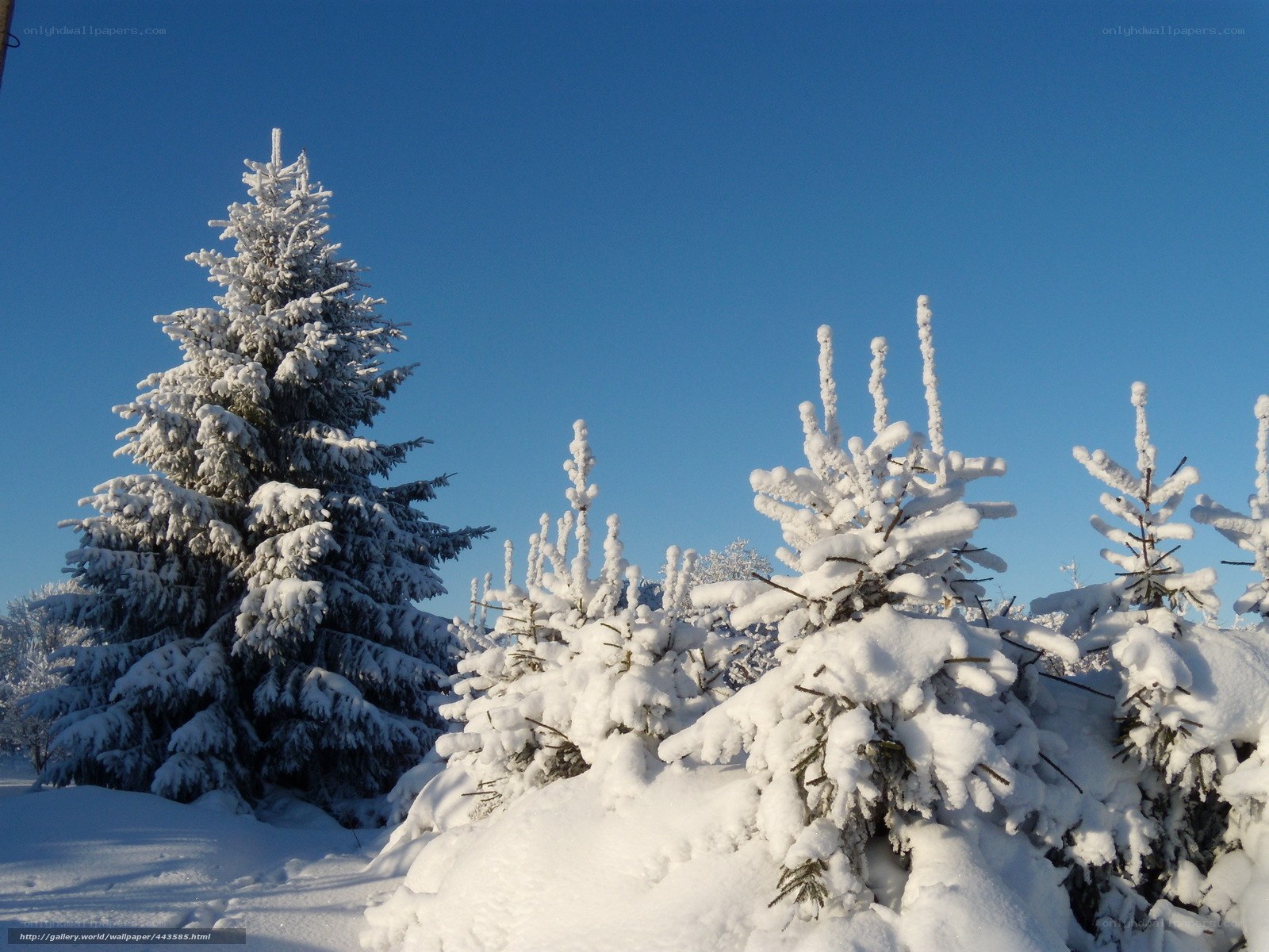 Snow-covered trees in winter