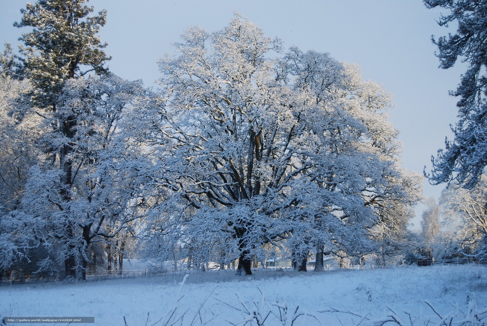 Snow-covered trees in winter