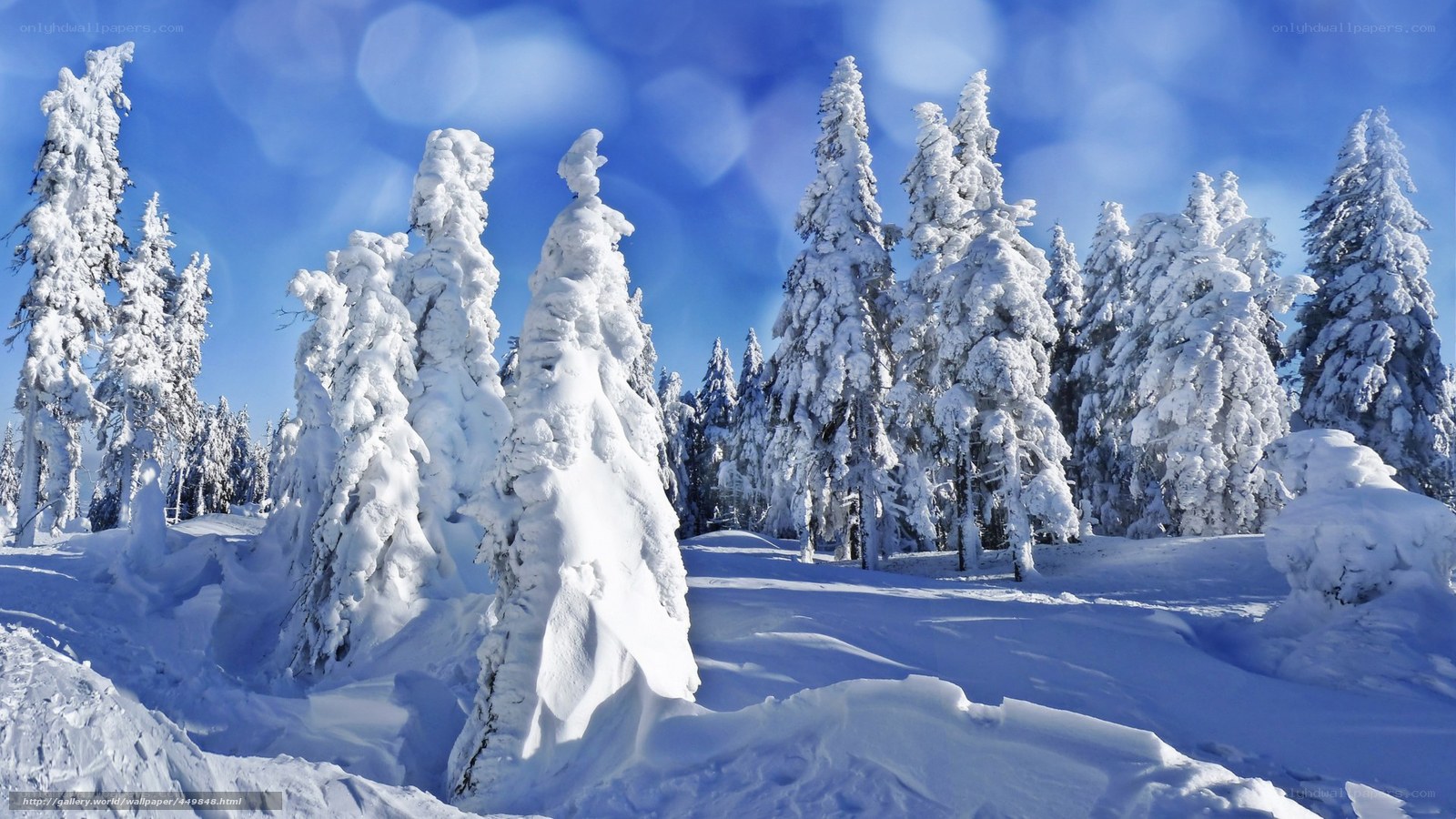 Snow-covered trees in winter