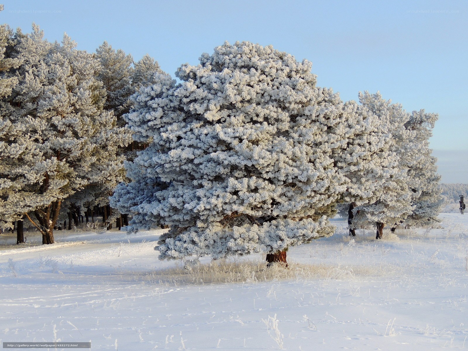 Snow-covered trees in winter