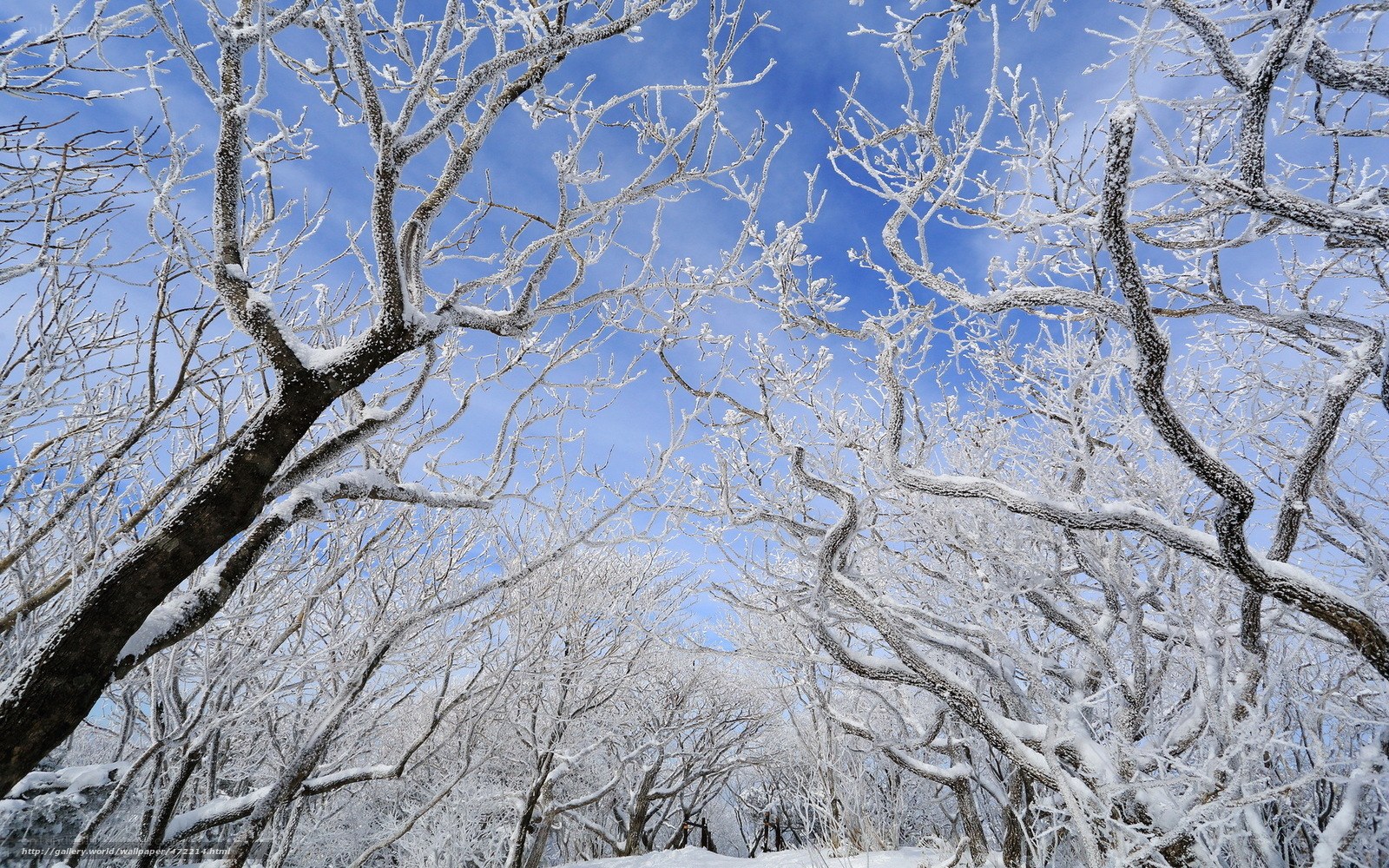 Snow-covered trees in winter