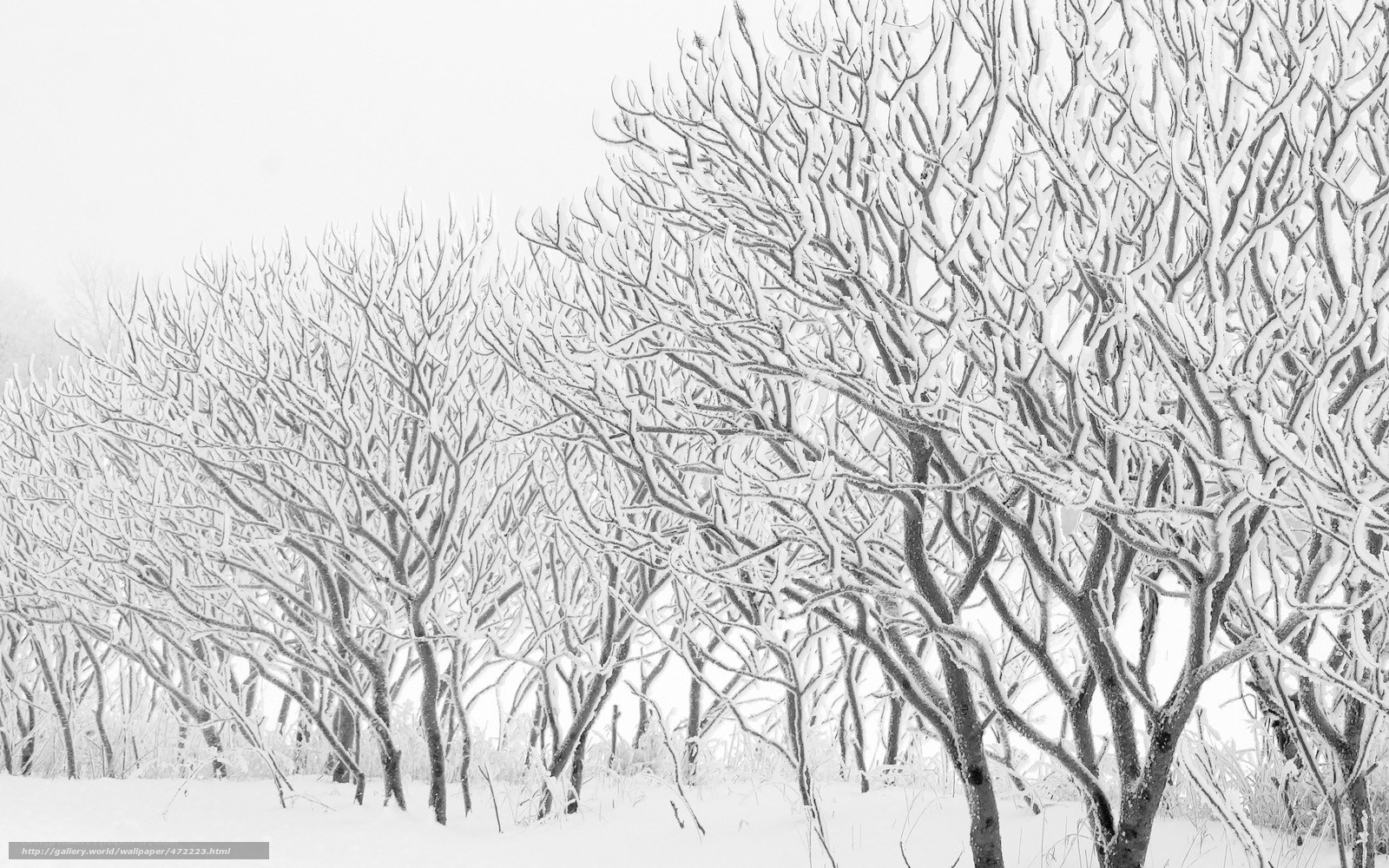 Snow-covered trees in winter