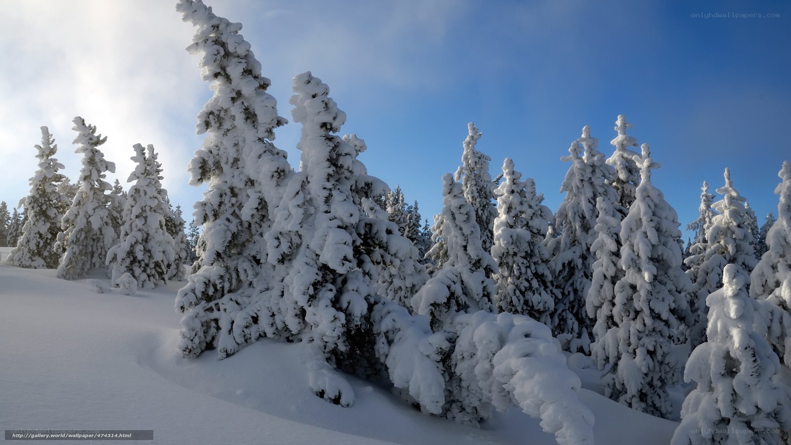 Snow-covered trees in winter