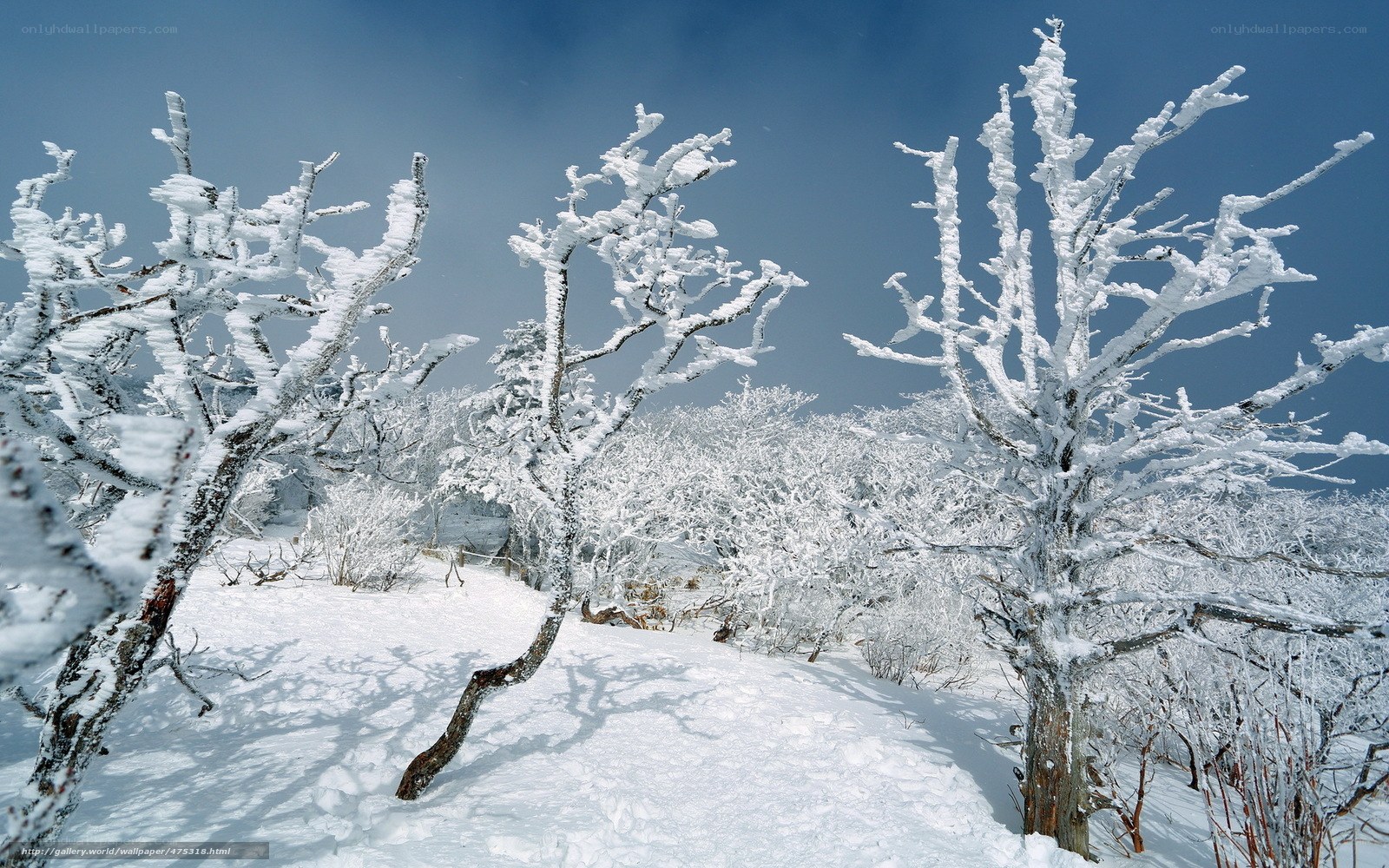 Snow-covered trees in winter