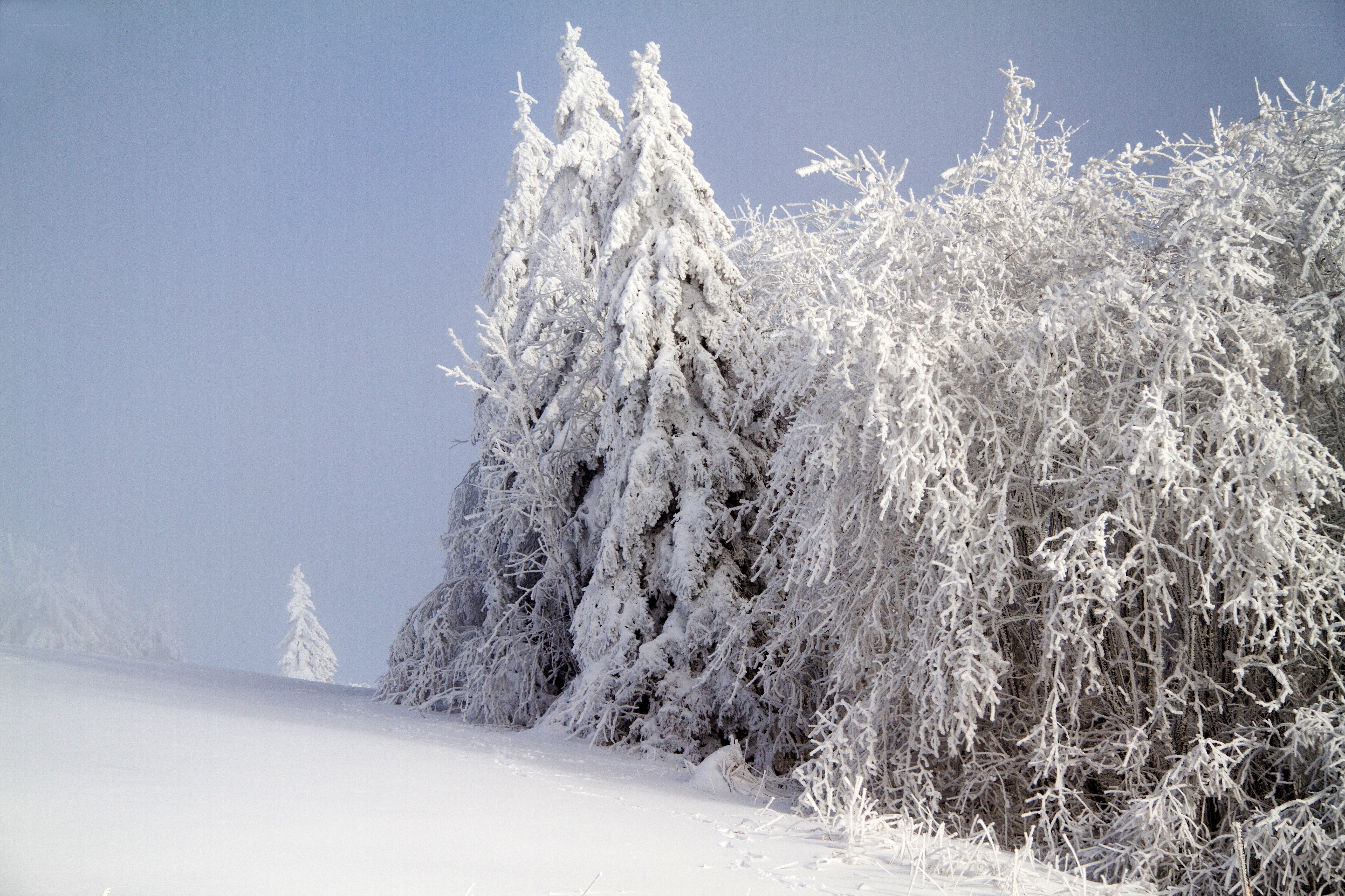 Snow-covered trees in winter
