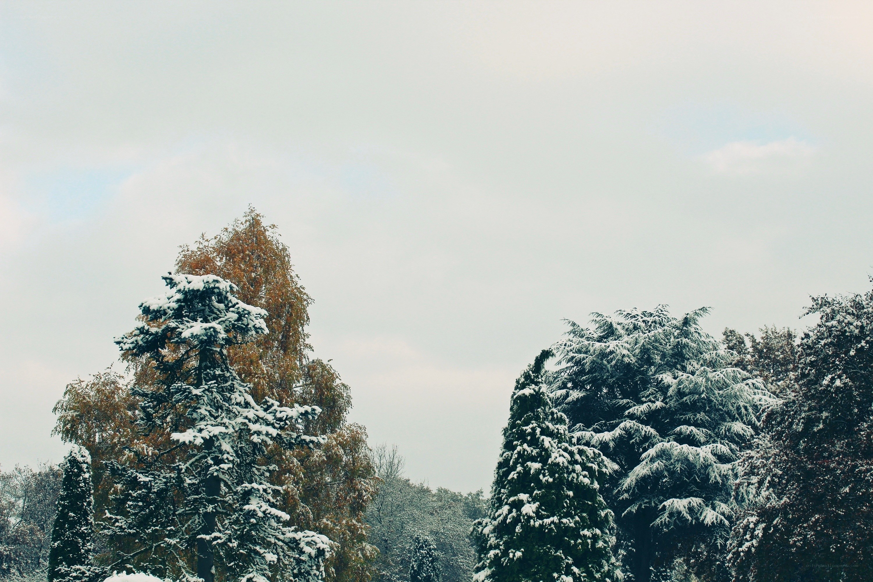Snow-covered trees in winter