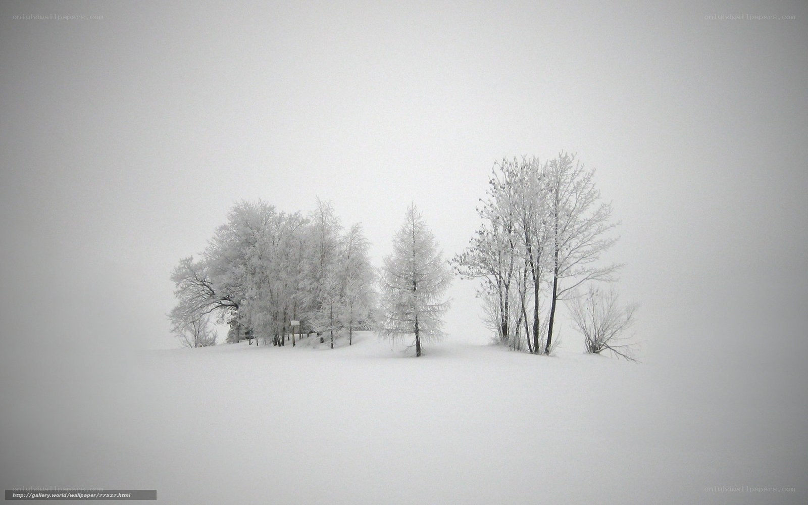 Snow-covered trees in winter