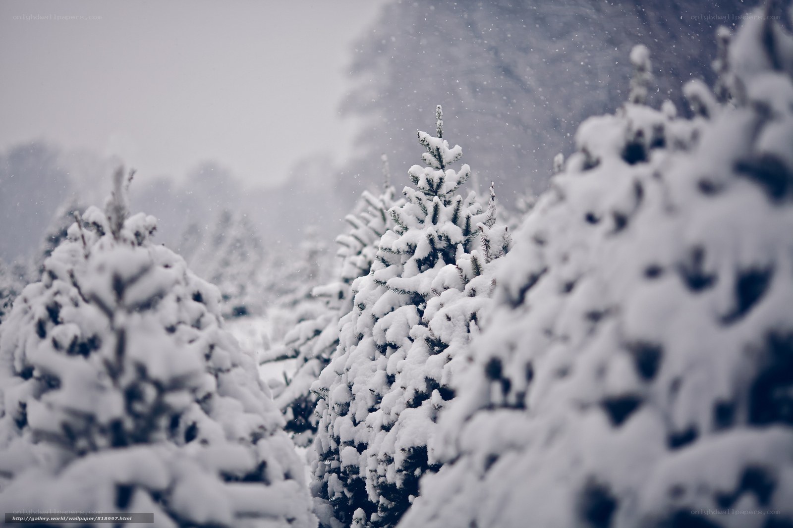 Snow-covered trees in winter