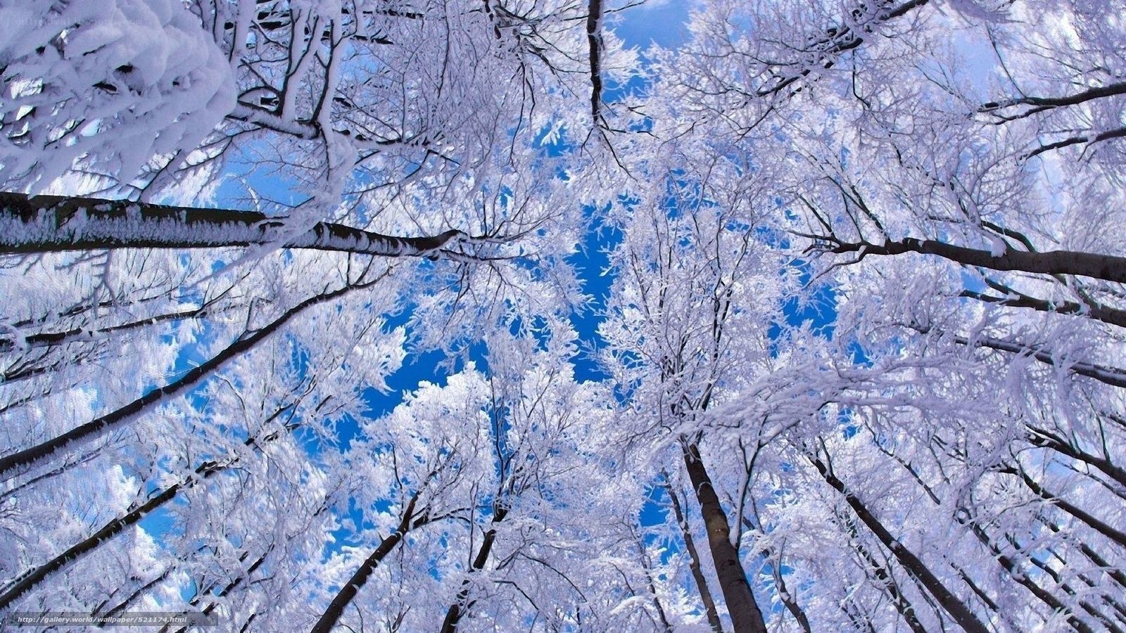 Snow-covered trees in winter
