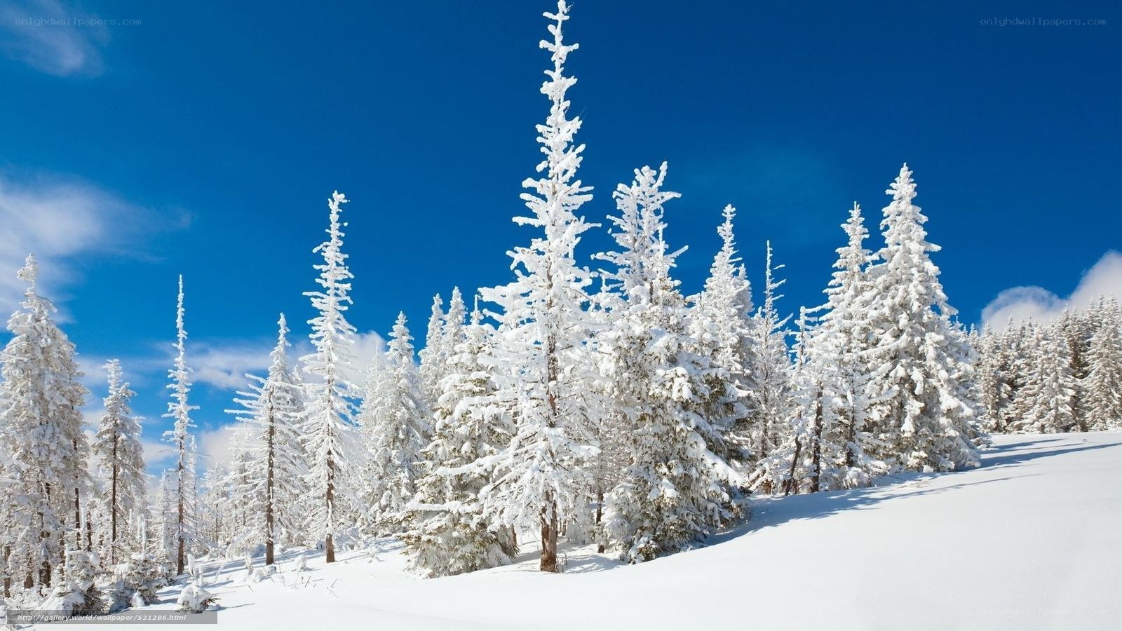 Snow-covered trees in winter