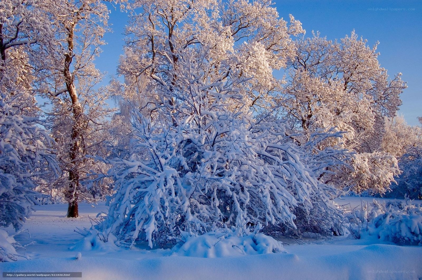Snow-covered trees in winter