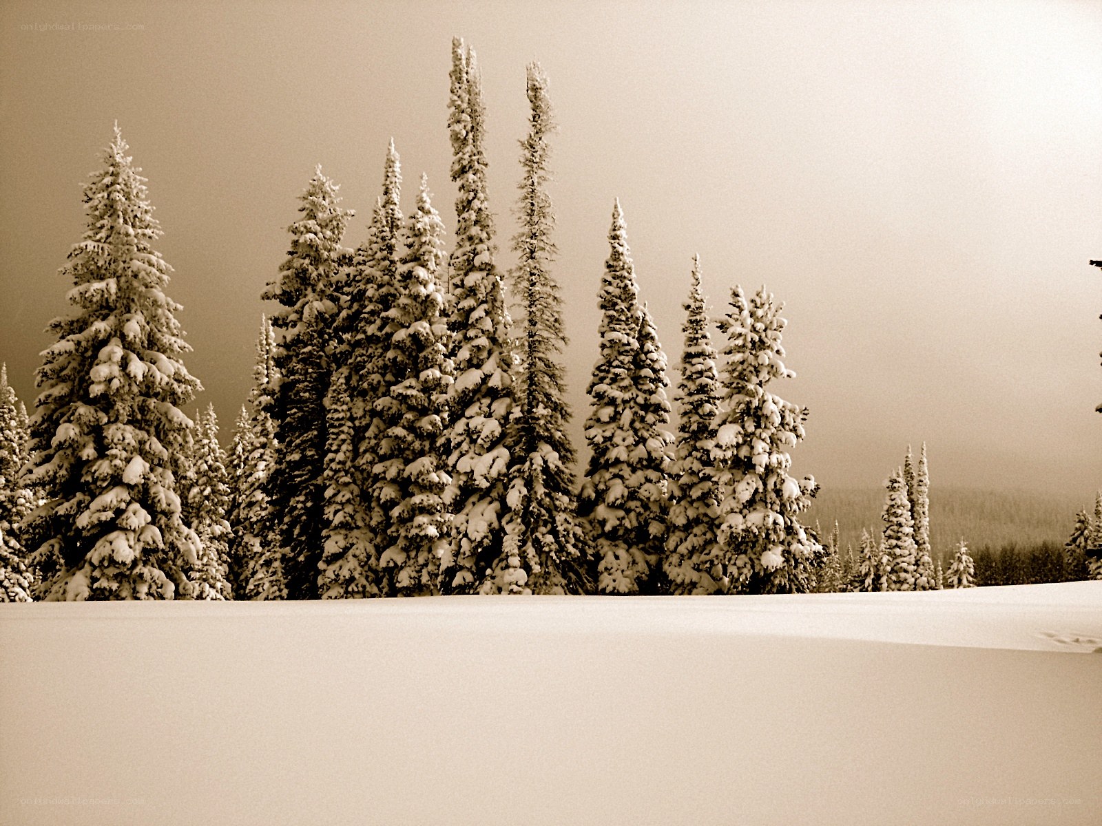 Snow-covered trees in winter