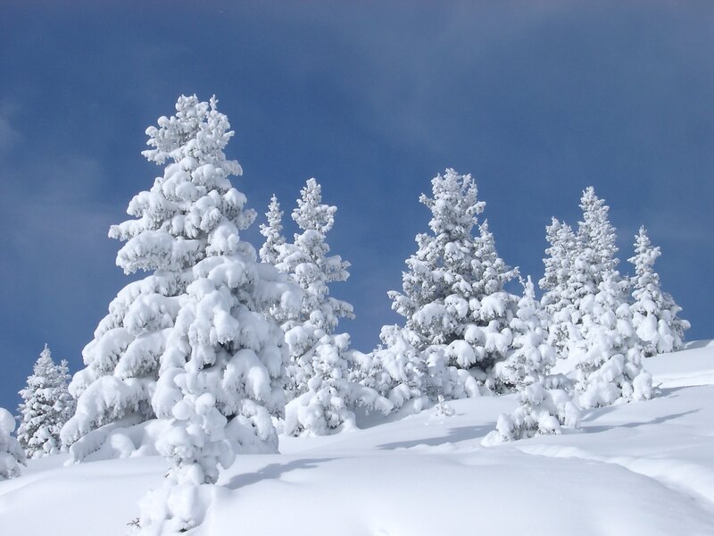 Snow-covered trees in winter