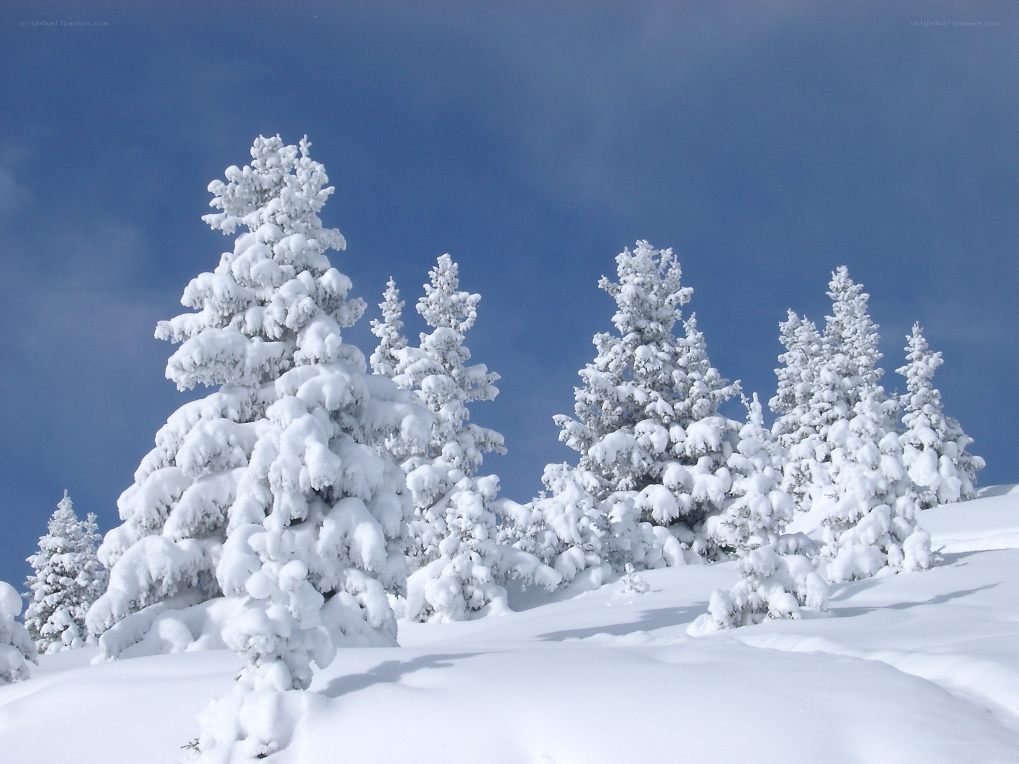 Snow-covered trees in winter