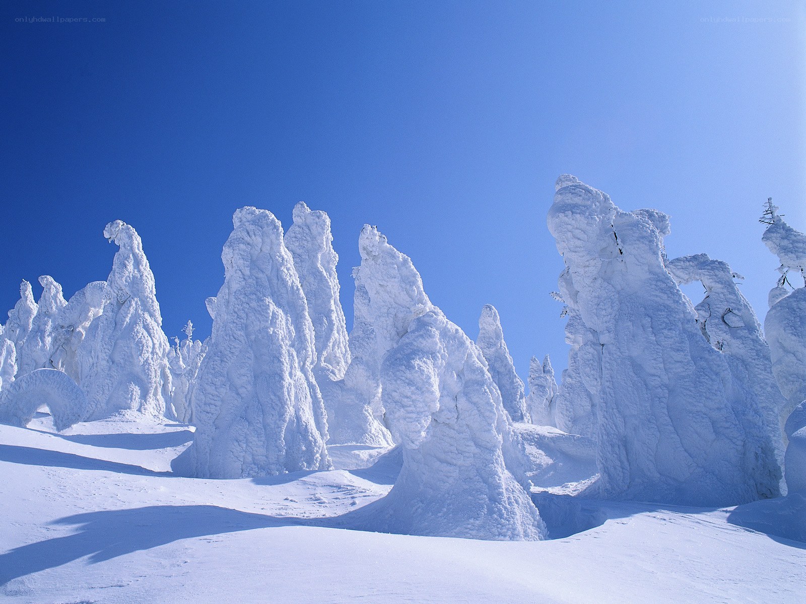 Snow-covered trees in winter
